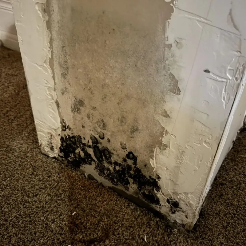 Professional Mold Removal in Rogers, TX
